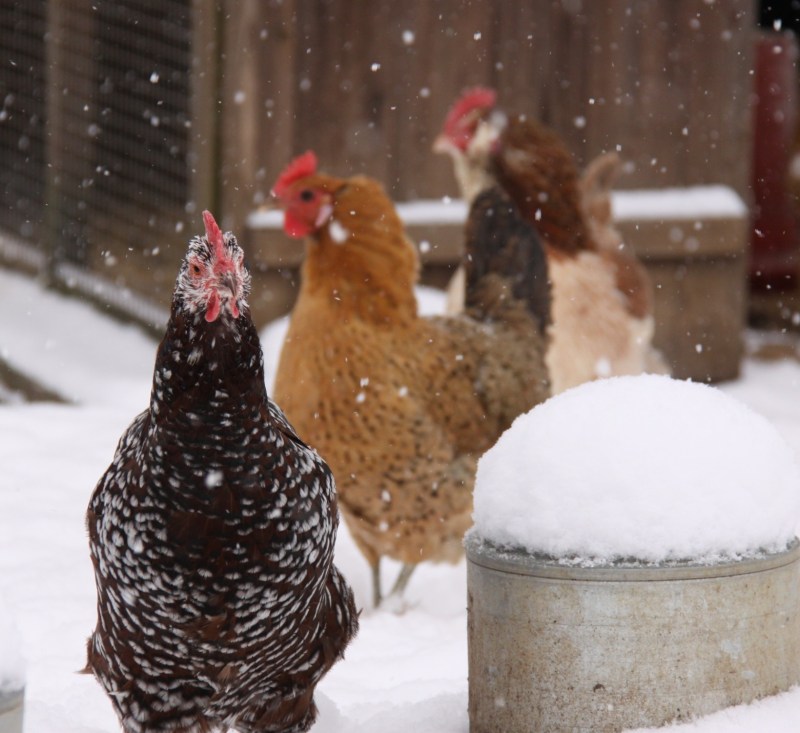 One of the Bobs, "Scabby" and a Faverolle