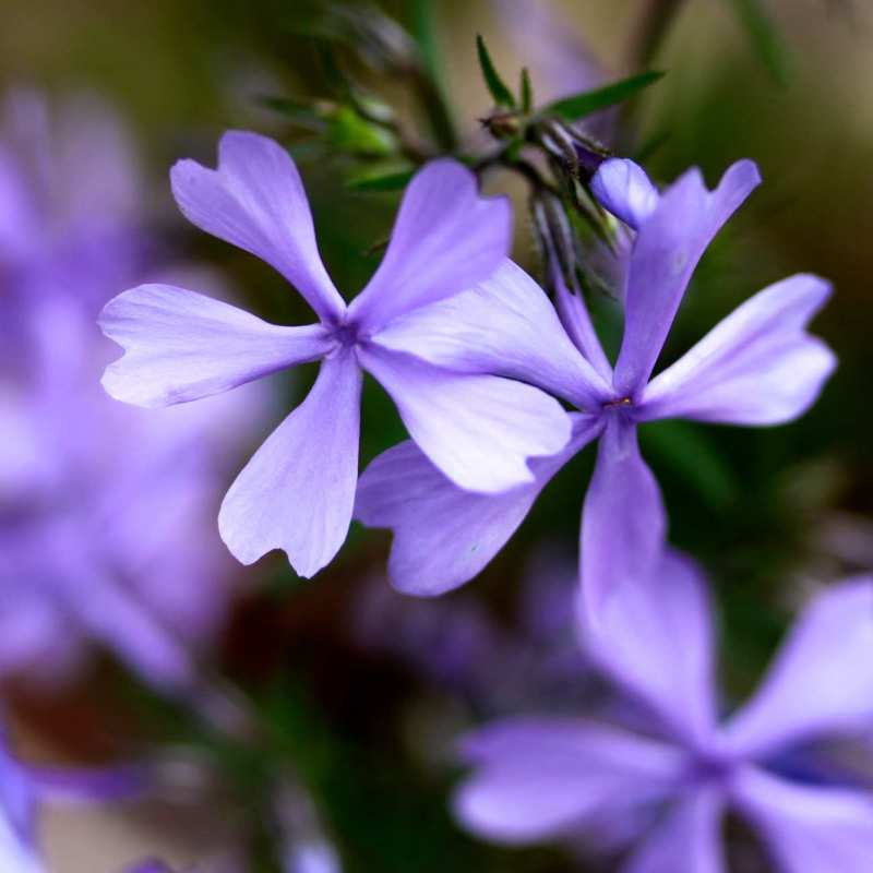 Wild blue phlox