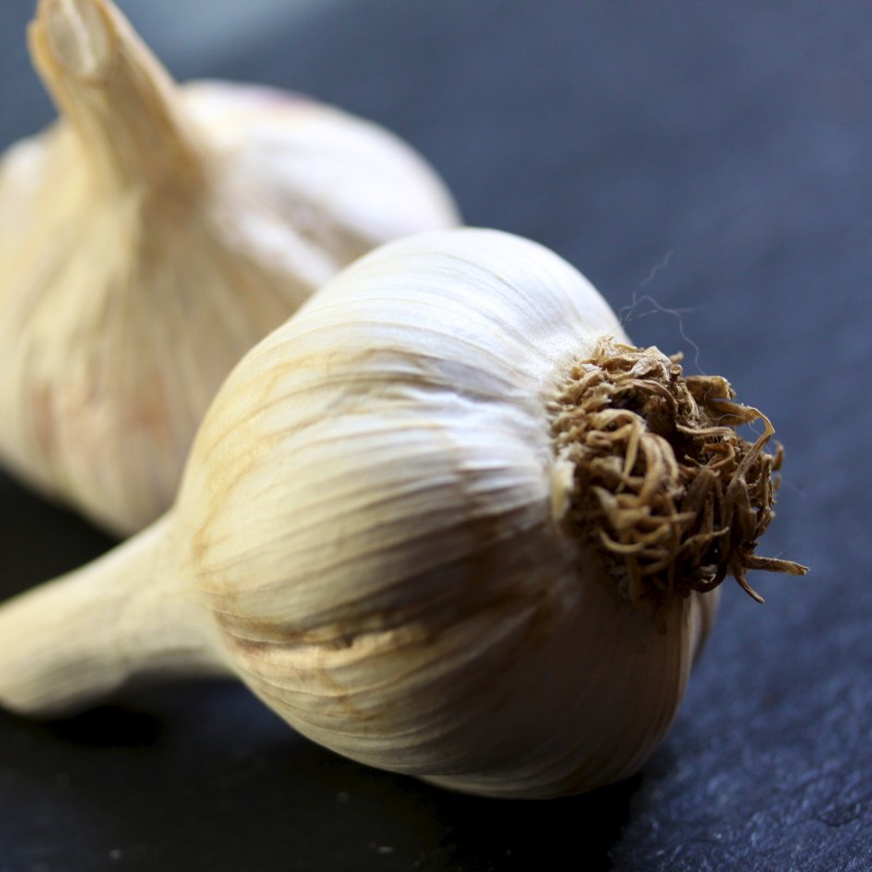Garlic