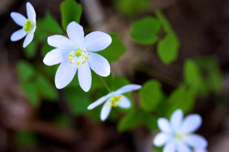 Rue Anemone