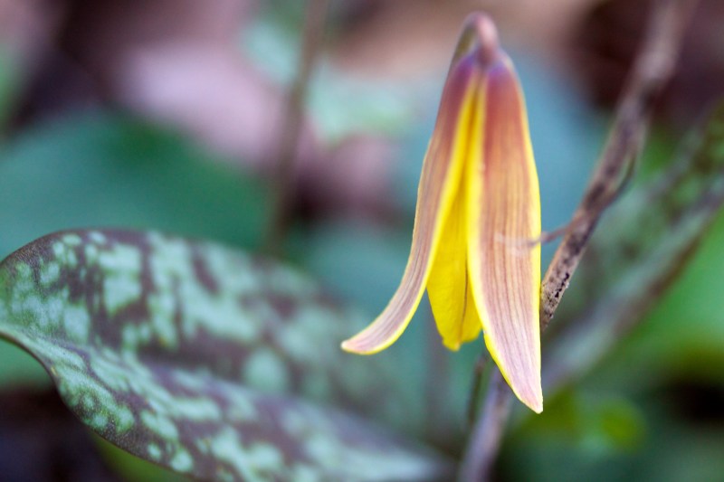 Trout Lily-Dogtooth Violet