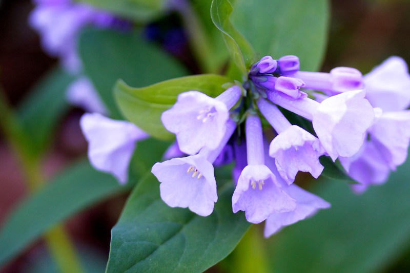 Virginia Bluebells