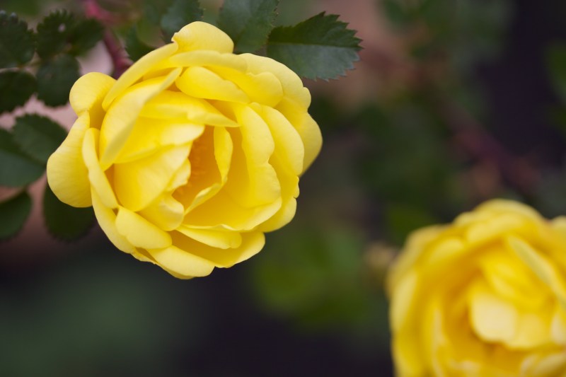 Yellow rose