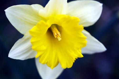 Daffodil