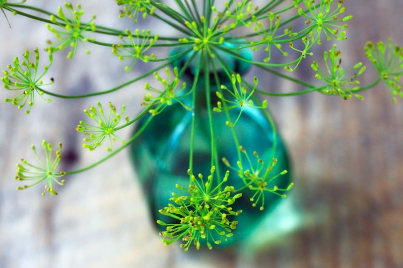 Dill flower