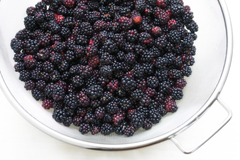 Wild blackberries