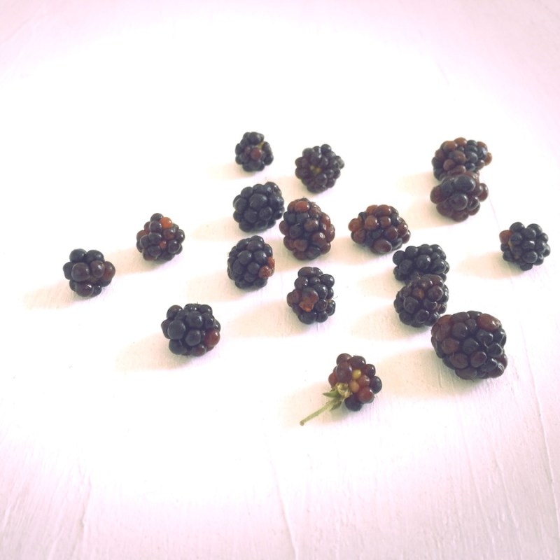 Wild blackberries