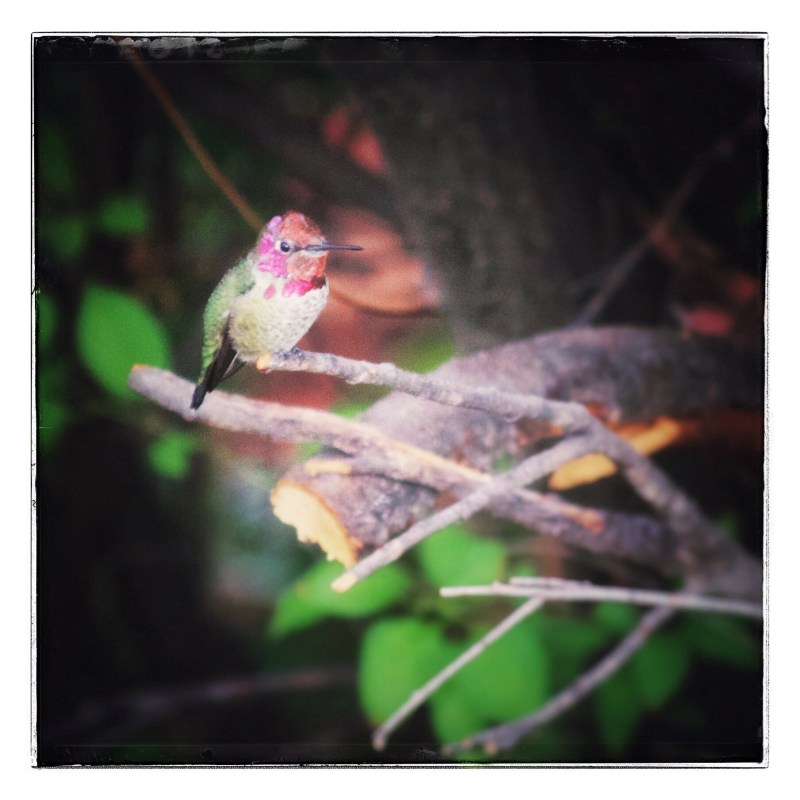 Anna's Hummingbird